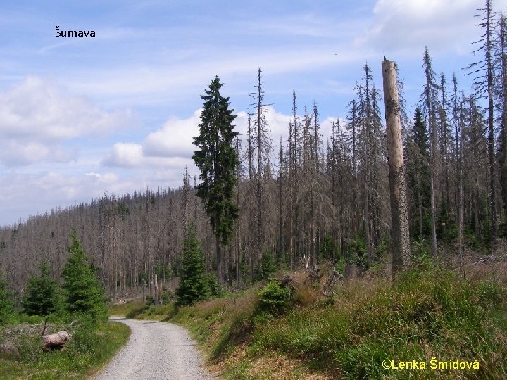 Šumava ©Lenka Šmídová Šumava ©Lenka Šmídová