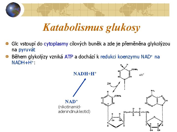 Katabolismus glukosy Glc vstoupí do cytoplasmy cílových buněk a zde je přeměněna glykolýzou na