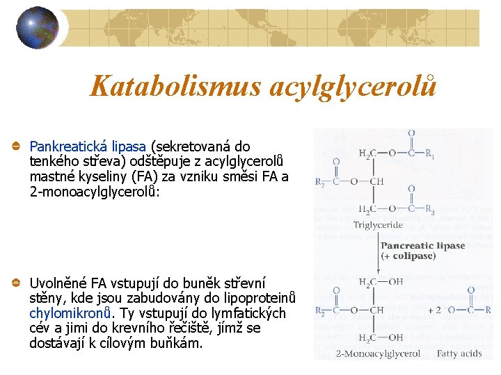 Katabolismus acylglycerolů Pankreatická lipasa (sekretovaná do tenkého střeva) odštěpuje z acylglycerolů mastné kyseliny (FA)