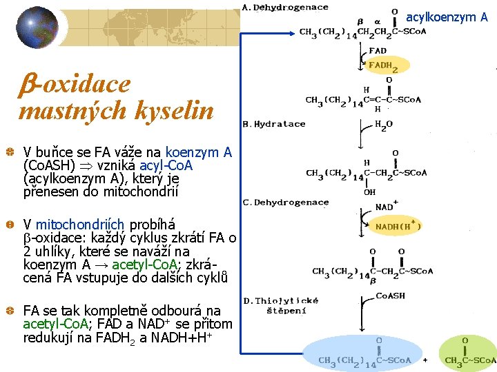 acylkoenzym A -oxidace mastných kyselin V buňce se FA váže na koenzym A (Co.