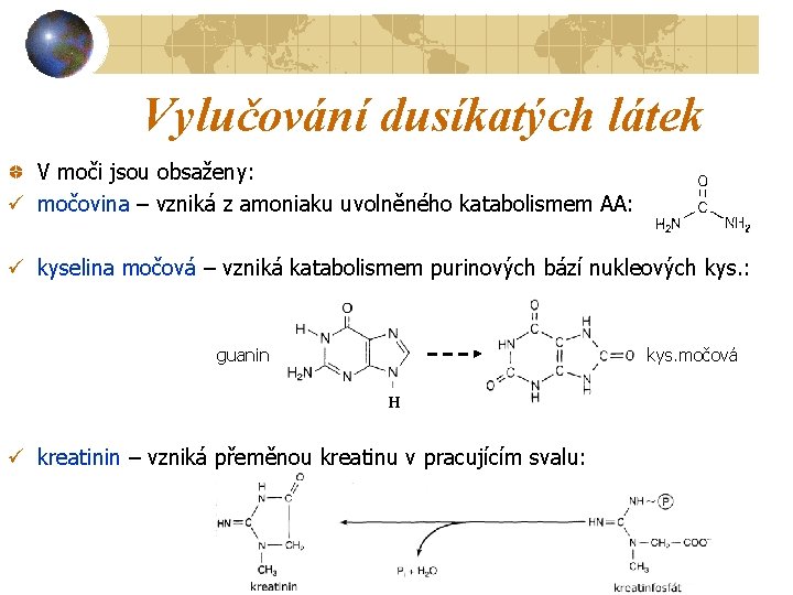 Vylučování dusíkatých látek V moči jsou obsaženy: ü močovina – vzniká z amoniaku uvolněného