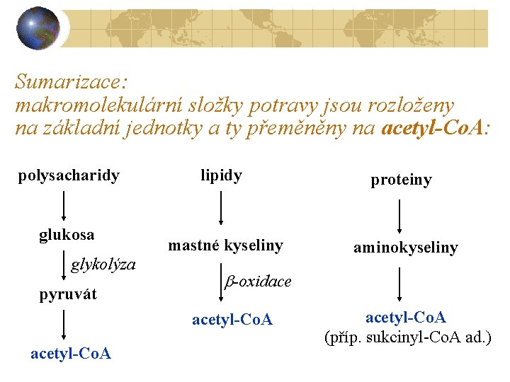 Sumarizace: makromolekulární složky potravy jsou rozloženy na základní jednotky a ty přeměněny na acetyl-Co.