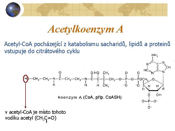 Acetylkoenzym A Acetyl-Co. A pocházející z katabolismu sacharidů, lipidů a proteinů vstupuje do citrátového