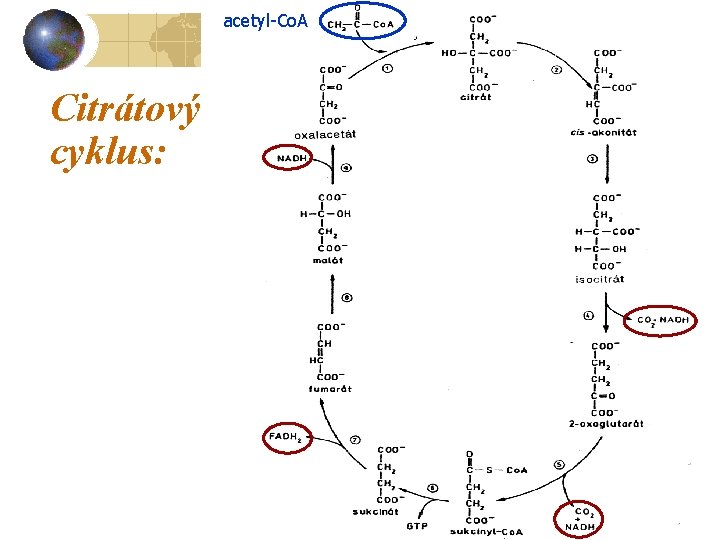 acetyl-Co. A Citrátový cyklus: 