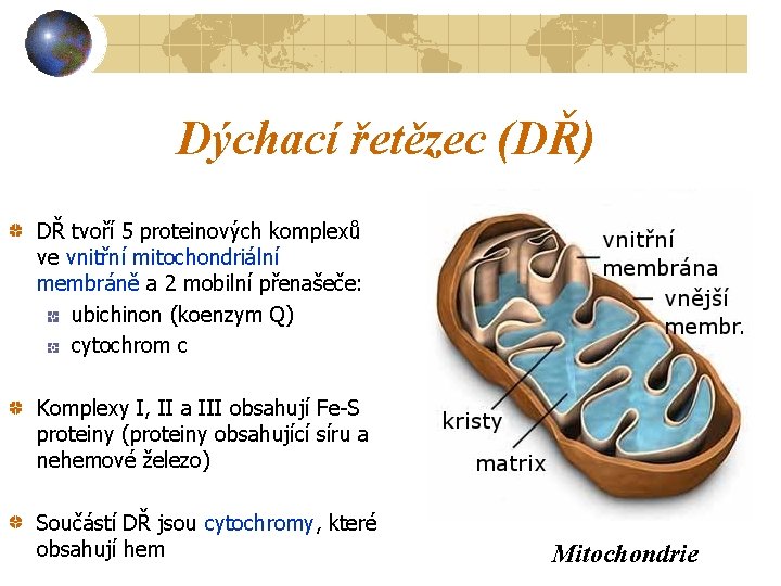 Dýchací řetězec (DŘ) DŘ tvoří 5 proteinových komplexů ve vnitřní mitochondriální membráně a 2