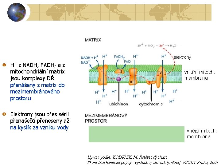 elektrony H+ z NADH, FADH 2 a z mitochondriální matrix jsou komplexy DŘ přenášeny