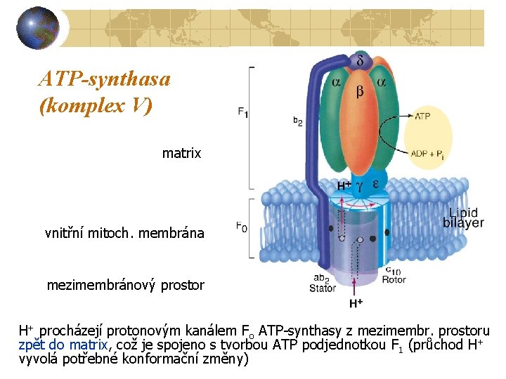 ATP-synthasa (komplex V) matrix vnitřní mitoch. membrána mezimembránový prostor H+ procházejí protonovým kanálem Fo