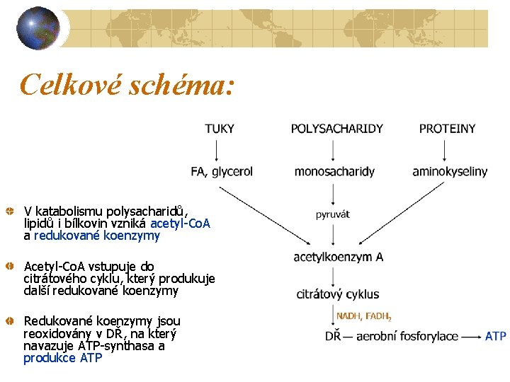 Celkové schéma: V katabolismu polysacharidů, lipidů i bílkovin vzniká acetyl-Co. A a redukované koenzymy