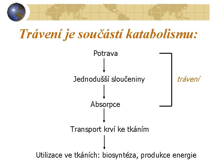 Trávení je součástí katabolismu: Potrava Jednodušší sloučeniny trávení Absorpce Transport krví ke tkáním Utilizace