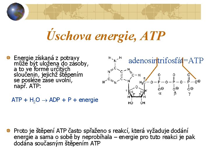 Úschova energie, ATP Energie získaná z potravy může být uložena do zásoby, a to