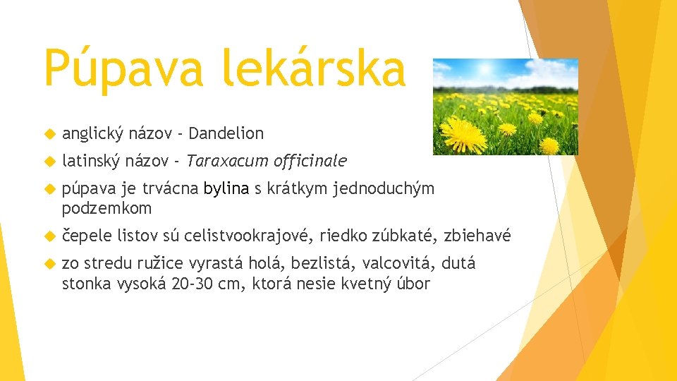 Púpava lekárska anglický názov - Dandelion latinský názov - Taraxacum officinale púpava je trvácna