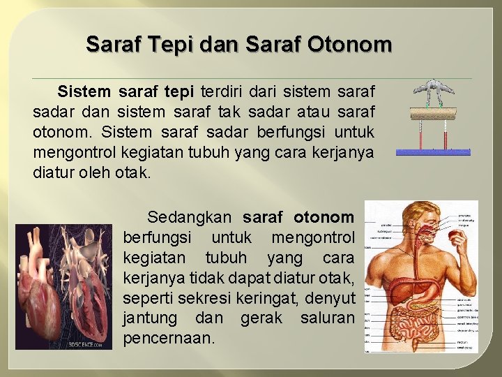 Saraf Tepi dan Saraf Otonom Sistem saraf tepi terdiri dari sistem saraf sadar dan