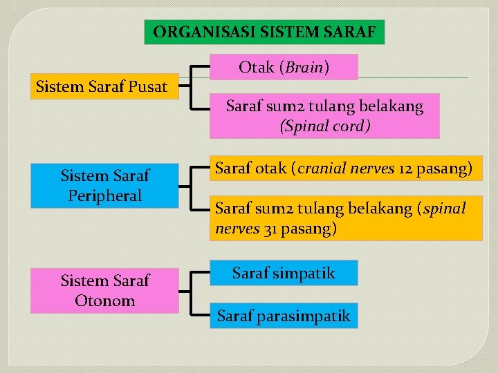 ORGANISASI SISTEM SARAF Sistem Saraf Pusat Sistem Saraf Peripheral Sistem Saraf Otonom Otak (Brain)