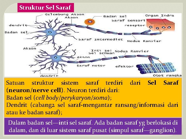 Struktur Sel Saraf Satuan struktur sistem saraf terdiri dari Sel Saraf (neuron/nerve cell). Neuron
