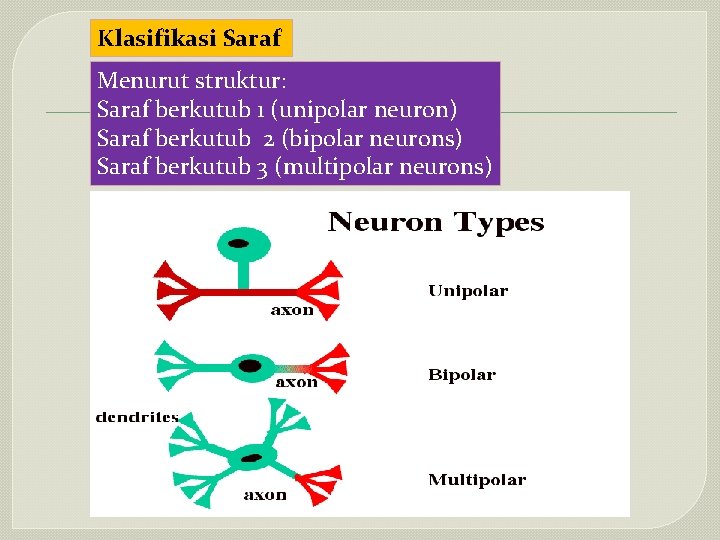 Klasifikasi Saraf Menurut struktur: Saraf berkutub 1 (unipolar neuron) Saraf berkutub 2 (bipolar neurons)