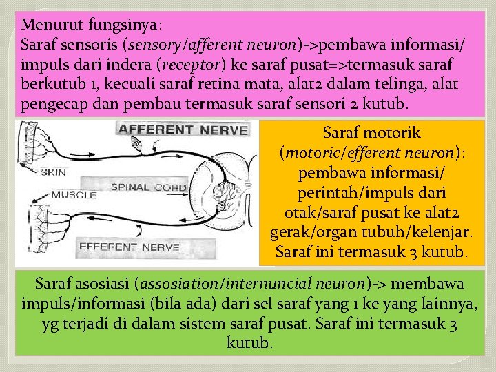 Menurut fungsinya: Saraf sensoris (sensory/afferent neuron)->pembawa informasi/ impuls dari indera (receptor) ke saraf pusat=>termasuk