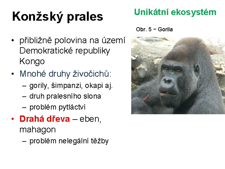 Konžský prales Unikátní ekosystém Obr. 5 − Gorila • přibližně polovina na území Demokratické