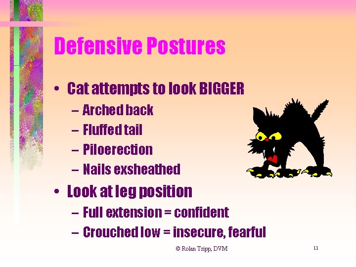 Defensive Postures • Cat attempts to look BIGGER – Arched back – Fluffed tail