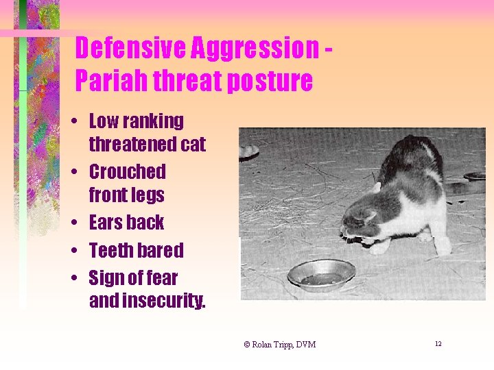 Defensive Aggression Pariah threat posture • Low ranking threatened cat • Crouched front legs