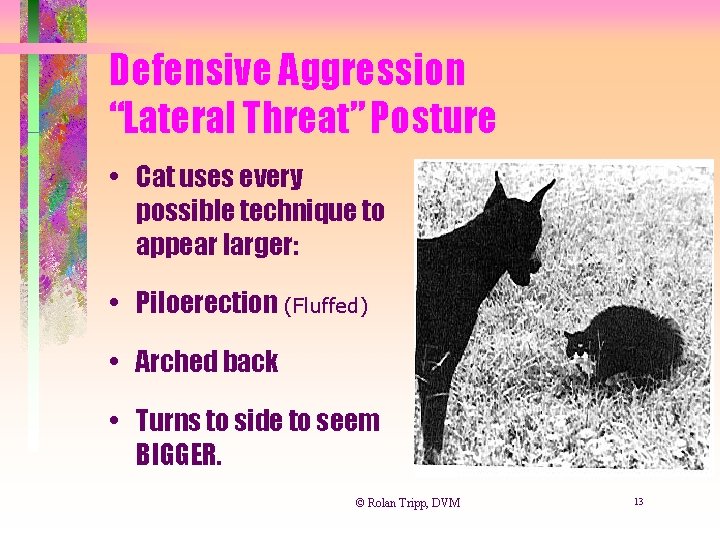 Defensive Aggression “Lateral Threat” Posture • Cat uses every possible technique to appear larger: