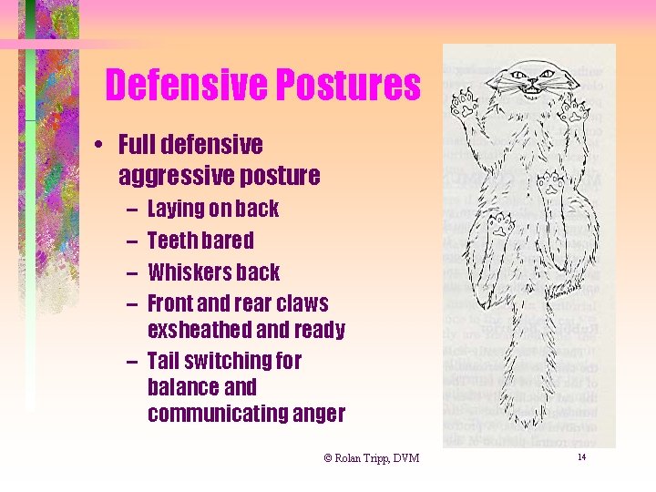 Defensive Postures • Full defensive aggressive posture – – Laying on back Teeth bared