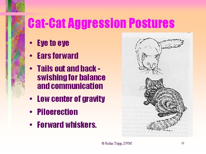 Cat-Cat Aggression Postures • Eye to eye • Ears forward • Tails out and