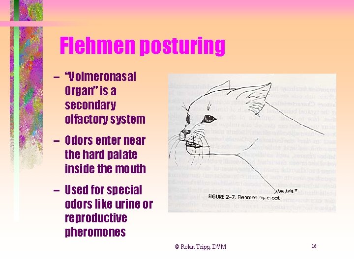Flehmen posturing – “Volmeronasal Organ” is a secondary olfactory system – Odors enter near