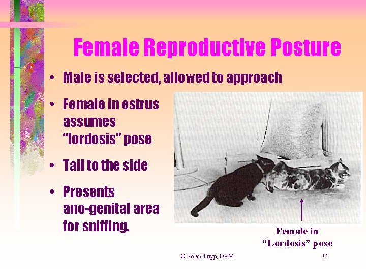 Female Reproductive Posture • Male is selected, allowed to approach • Female in estrus