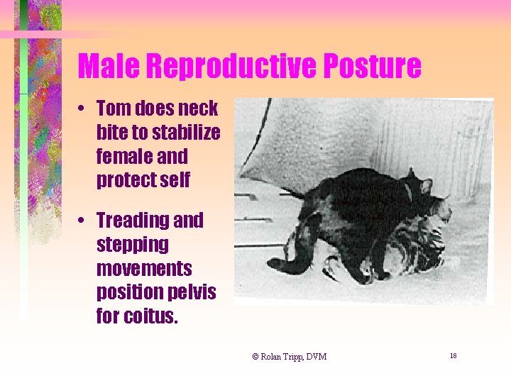 Male Reproductive Posture • Tom does neck bite to stabilize female and protect self