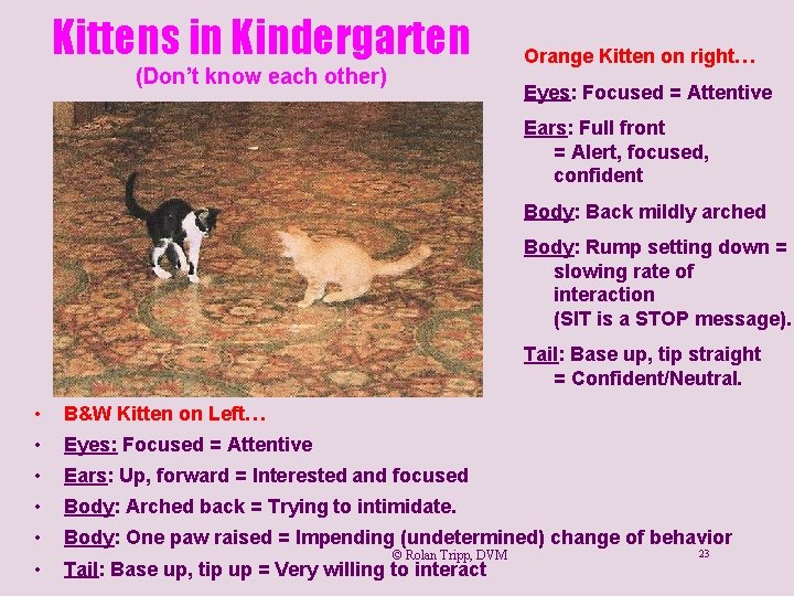 Kittens in Kindergarten (Don’t know each other) Orange Kitten on right… Eyes: Focused =