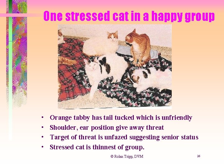 One stressed cat in a happy group • • Orange tabby has tail tucked