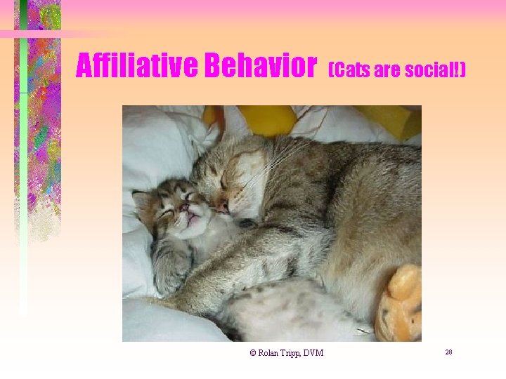 Affiliative Behavior © Rolan Tripp, DVM (Cats are social!) 28 