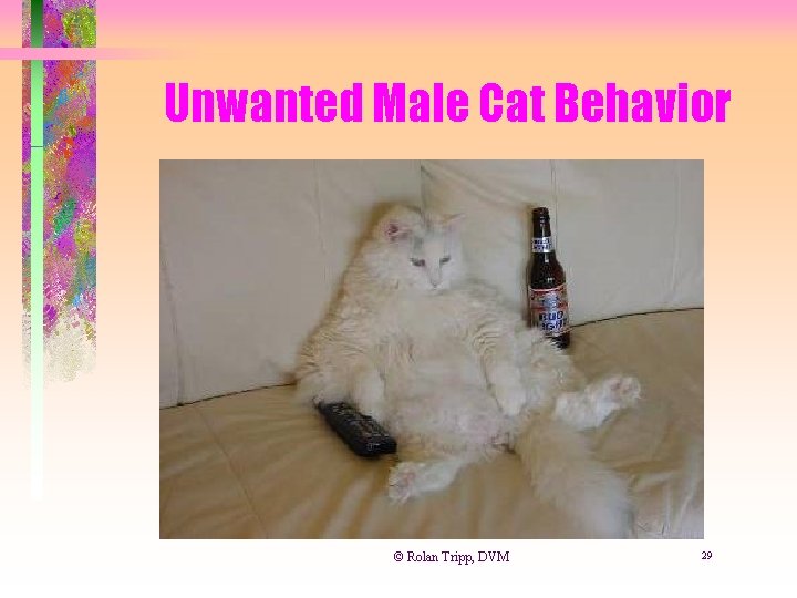 Unwanted Male Cat Behavior © Rolan Tripp, DVM 29 