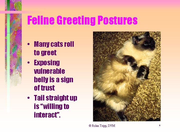 Feline Greeting Postures • Many cats roll to greet • Exposing vulnerable belly is