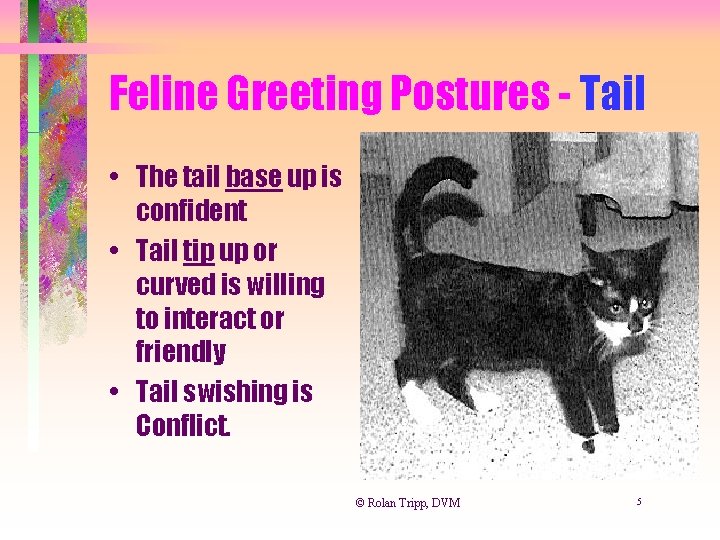 Feline Greeting Postures - Tail • The tail base up is confident • Tail