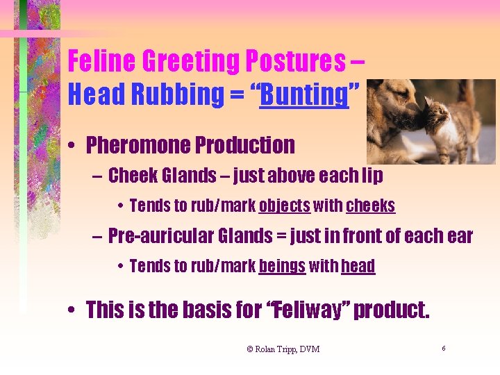 Feline Greeting Postures – Head Rubbing = “Bunting” • Pheromone Production – Cheek Glands