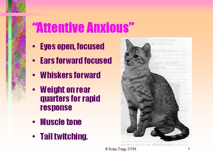 “Attentive Anxious” • Eyes open, focused • Ears forward focused • Whiskers forward •