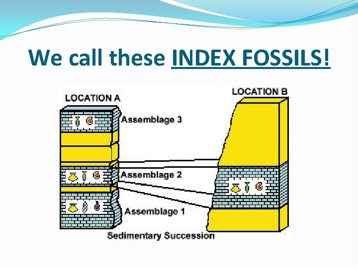 We call these INDEX FOSSILS! 