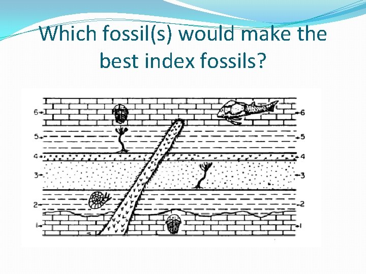 Which fossil(s) would make the best index fossils? 