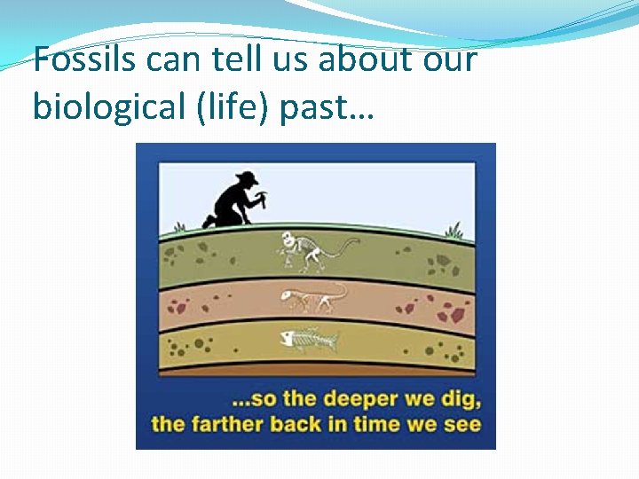 Fossils can tell us about our biological (life) past… 