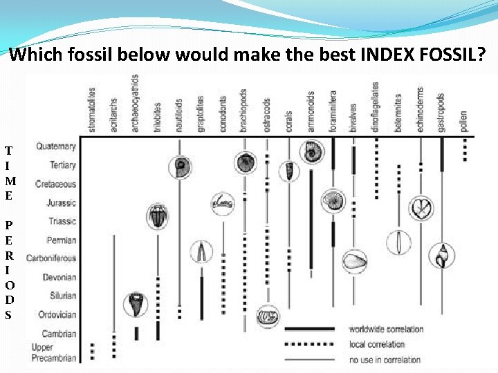 Which fossil below would make the best INDEX FOSSIL? T I M E P