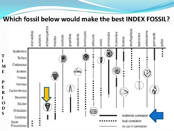 Which fossil below would make the best INDEX FOSSIL? T I M E P