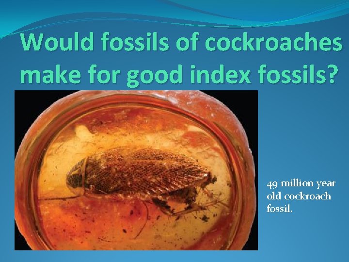 Would fossils of cockroaches make for good index fossils? 49 million year old cockroach