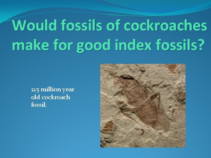 Would fossils of cockroaches make for good index fossils? 125 million year old cockroach