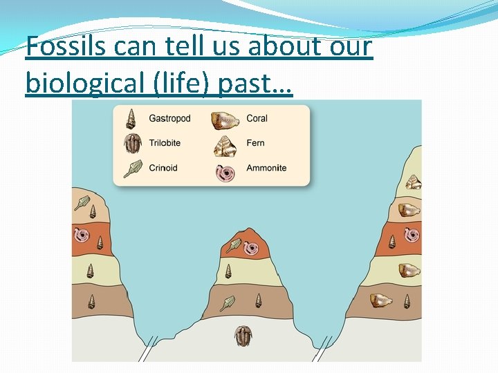 Fossils can tell us about our biological (life) past… 