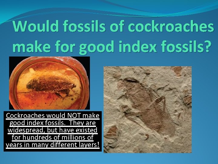 Would fossils of cockroaches make for good index fossils? Cockroaches would NOT make good