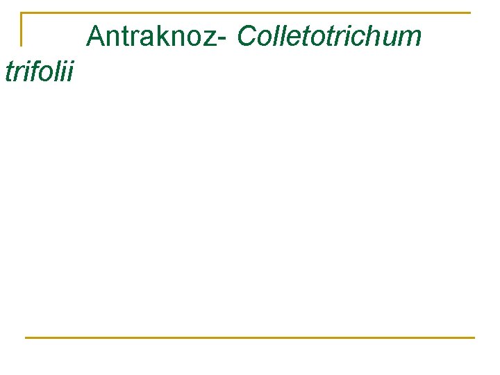 Antraknoz- Colletotrichum trifolii 