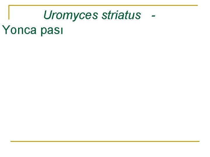 Uromyces striatus Yonca pası 