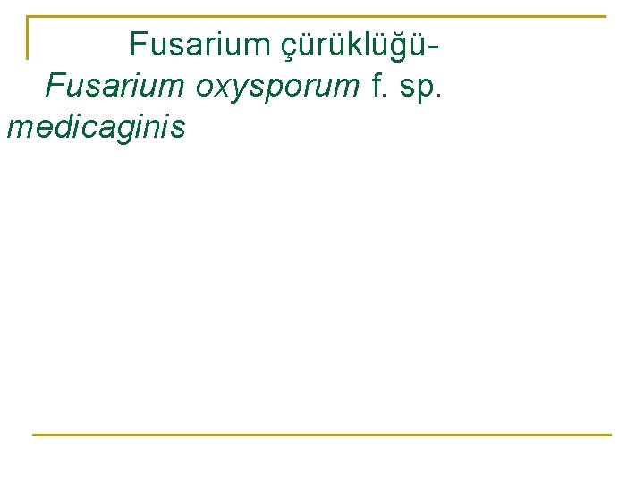 Fusarium çürüklüğüFusarium oxysporum f. sp. medicaginis 