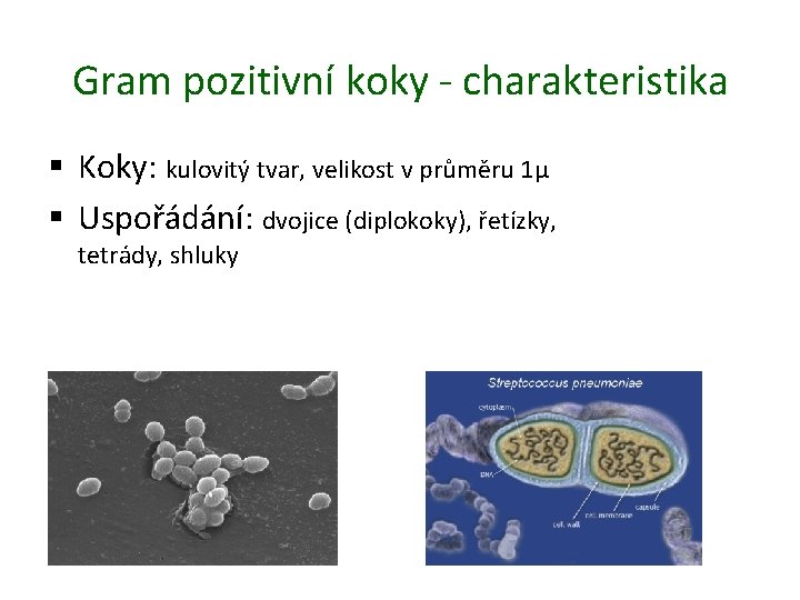 Gram pozitivní koky - charakteristika § Koky: kulovitý tvar, velikost v průměru 1µ §